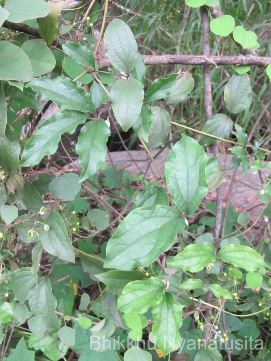 Clematis zeylanica (L.) Poir.